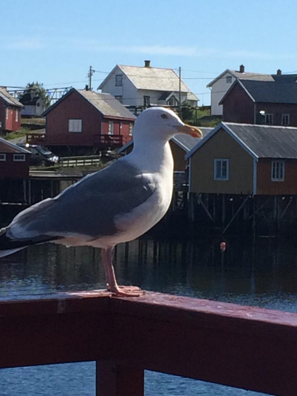 Nearby landmark, Animals