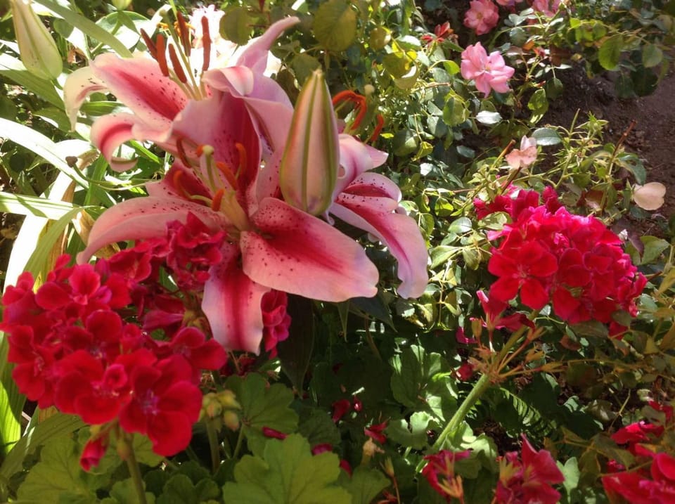 Garden, Garden view