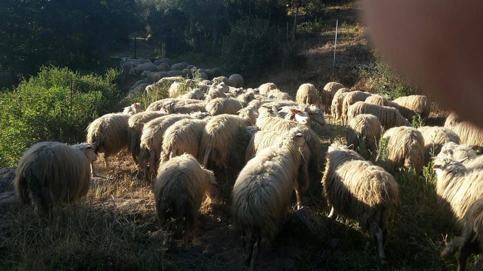 Fumu Ludurru Farm Stay Farm Stay in Sardinia