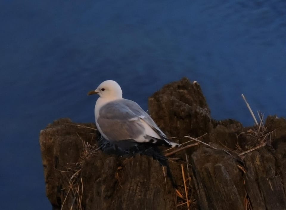 Beach, Animals
