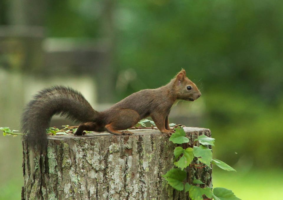 Spring, Summer, Animals, On site