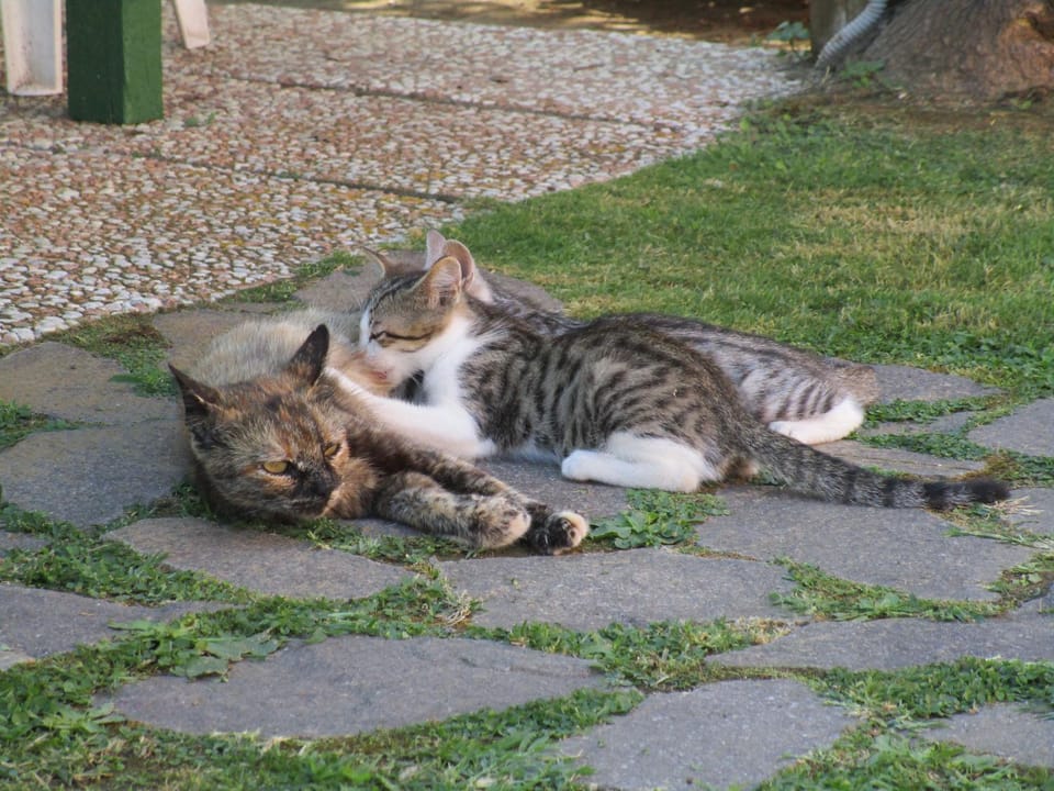Pets