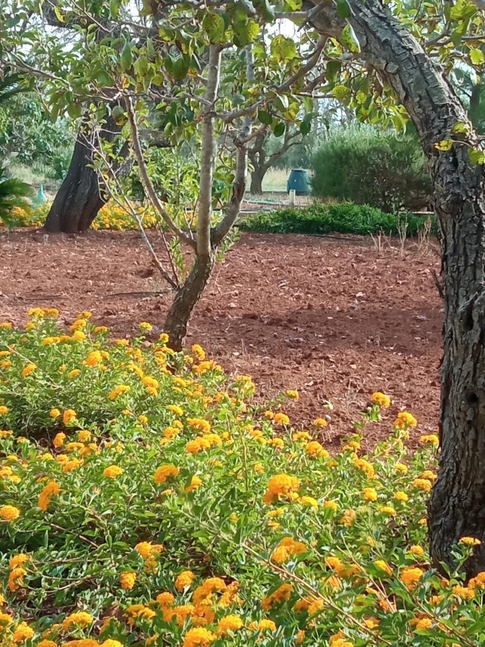 Garden, Garden view