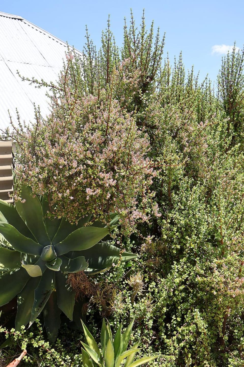 Spring, Garden, Garden