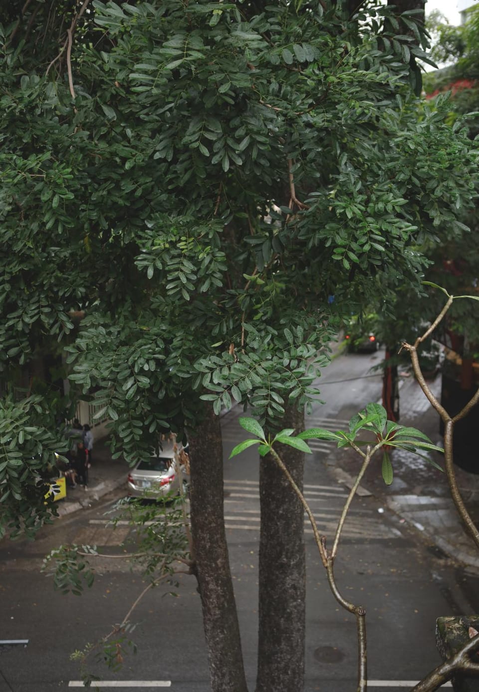 Garden, City view, Garden view