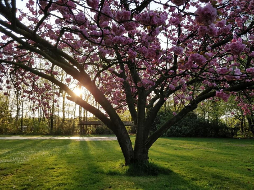 Garden, Garden view