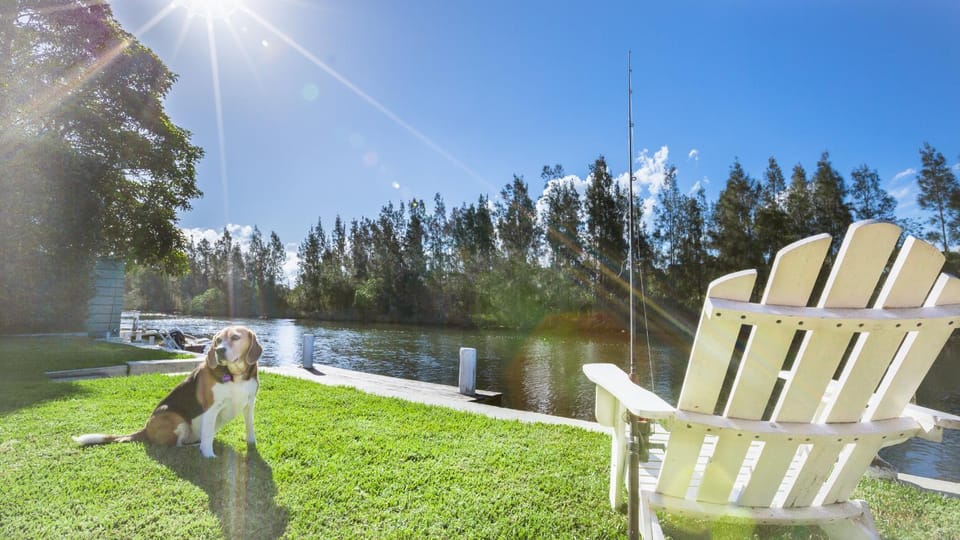 Pets, River view