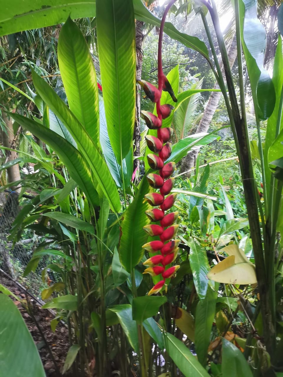 Natural landscape, Garden