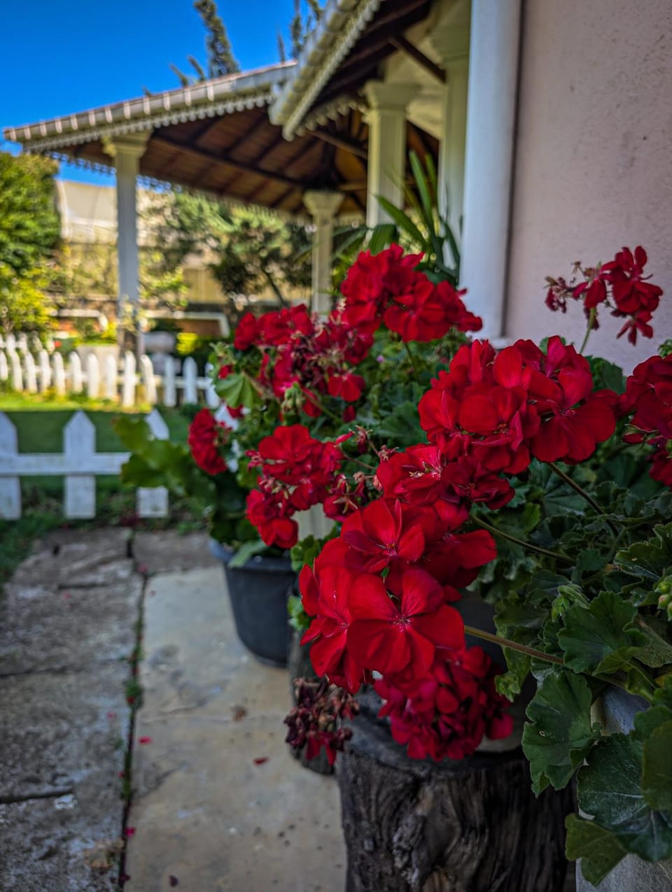 Garden
