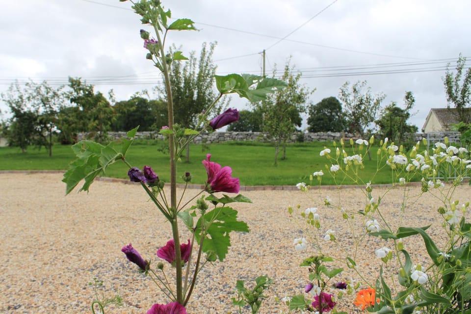 Harry's House Apartment in County Mayo