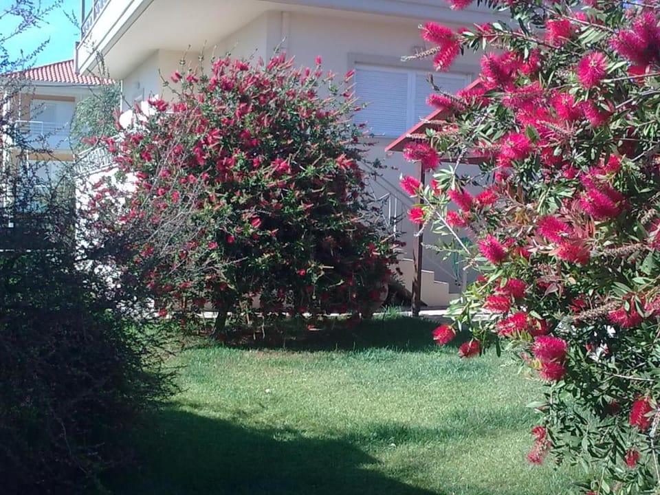 Property building, Garden view