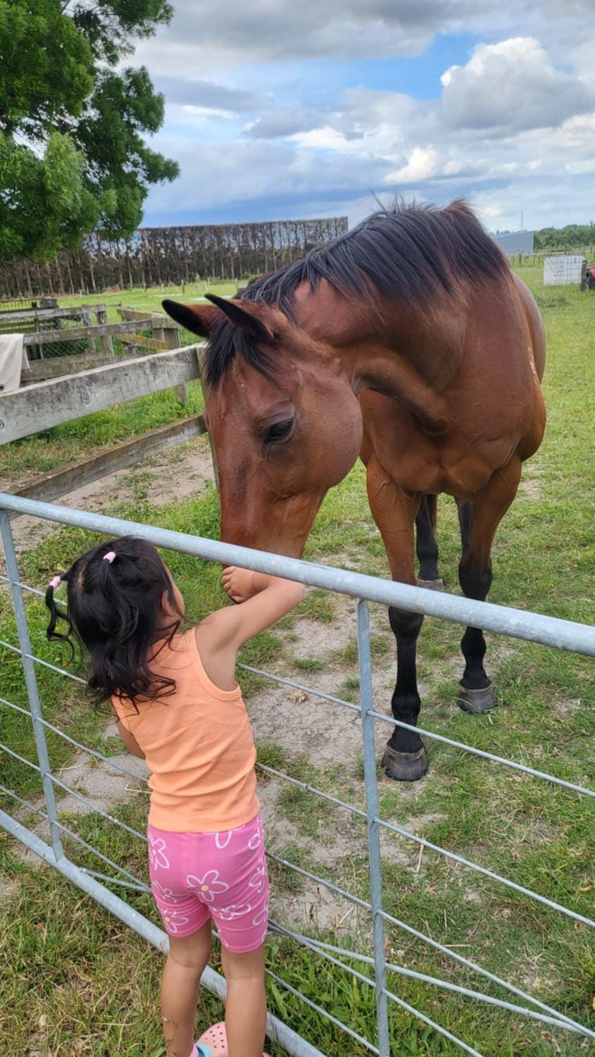 Animals