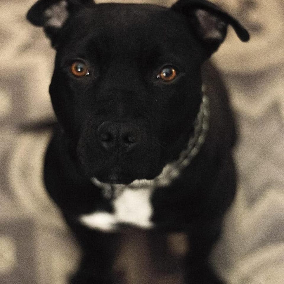 Animals, Pets, Family