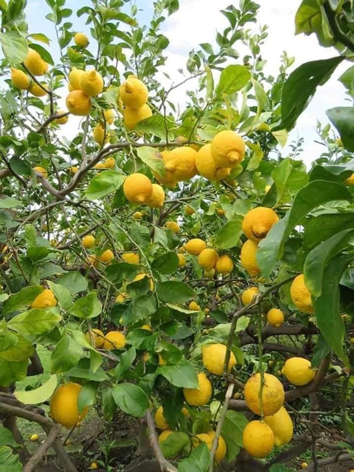 Agriturismo SoleMare Farm Stay in Sicily