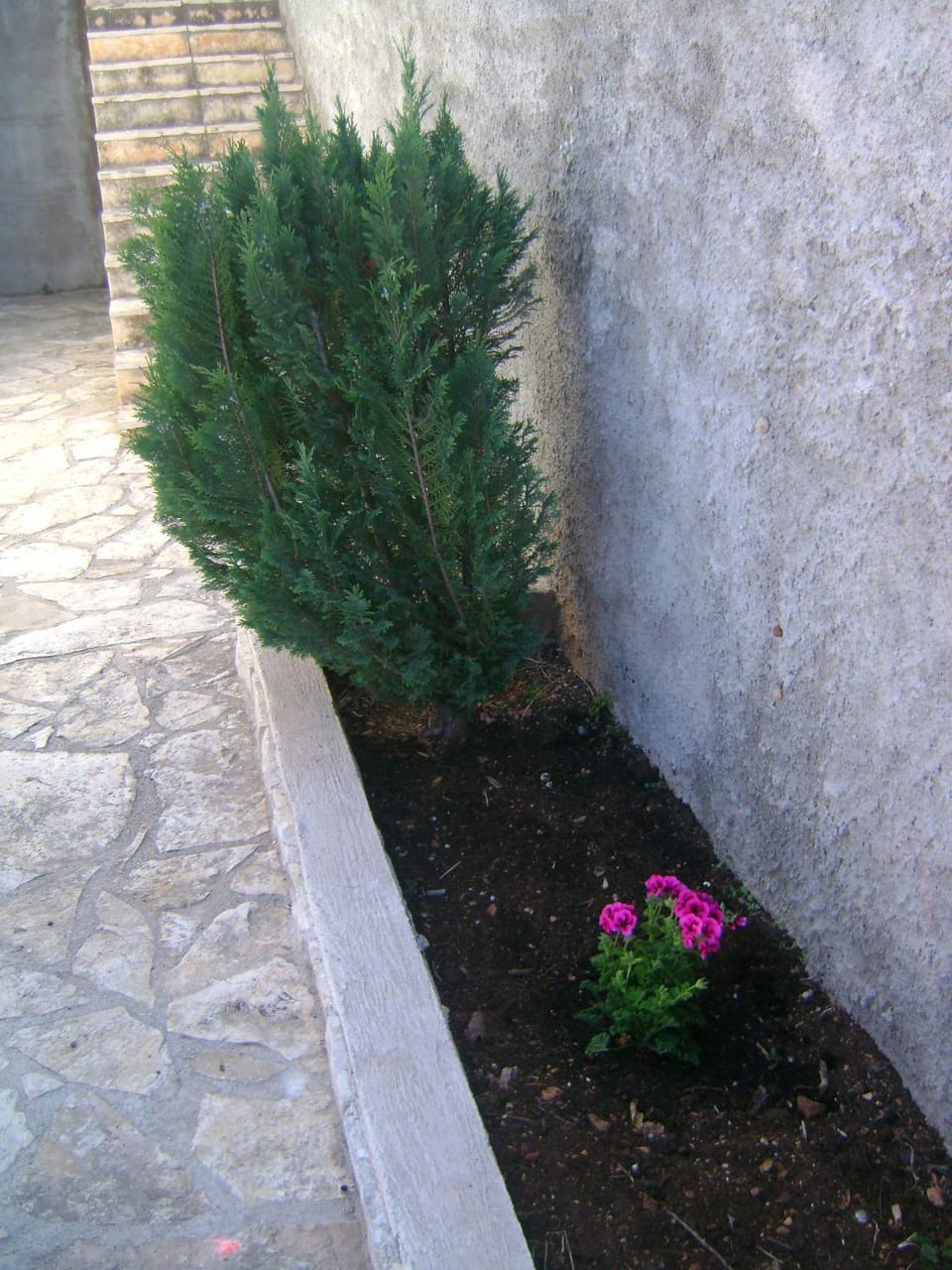 Day, Garden view