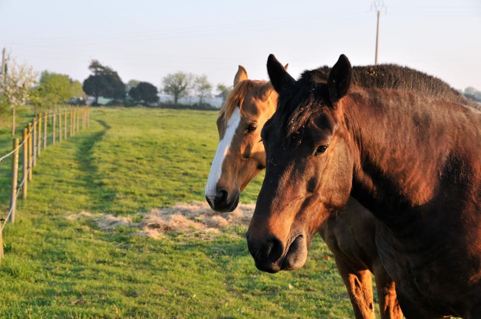 Spring, Natural landscape, Horse-riding, View (from property/room), Animals, On site, Sunrise