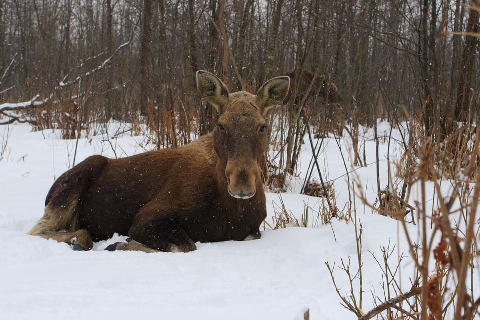 Nearby landmark, Off site, Natural landscape, Winter, Animals