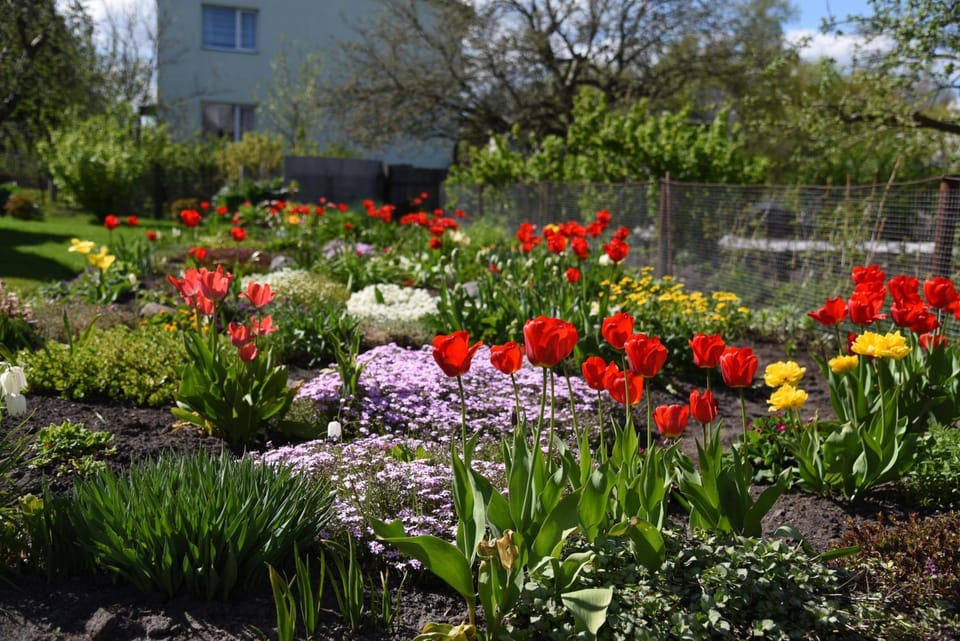 Summer, Garden view