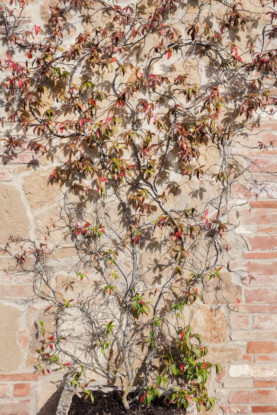 Decorative detail