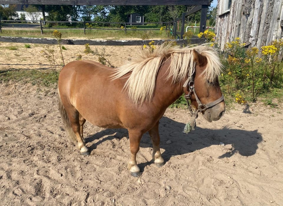 Stutteri Skandihest Apartments Farm Stay in Region of Southern Denmark