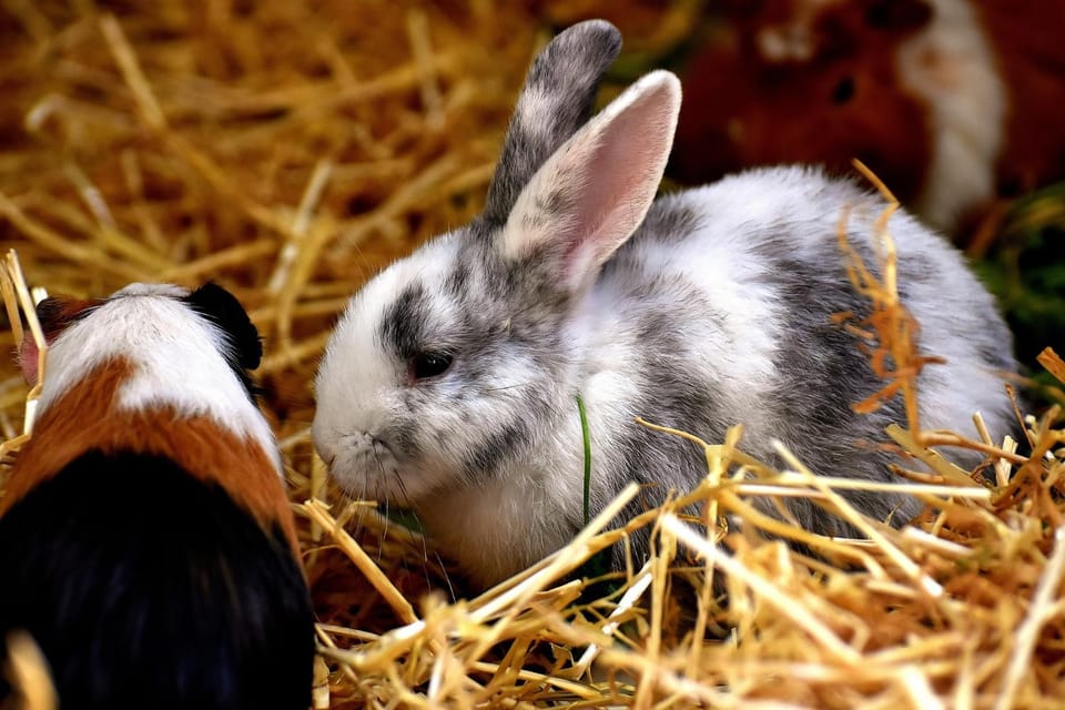 Animals