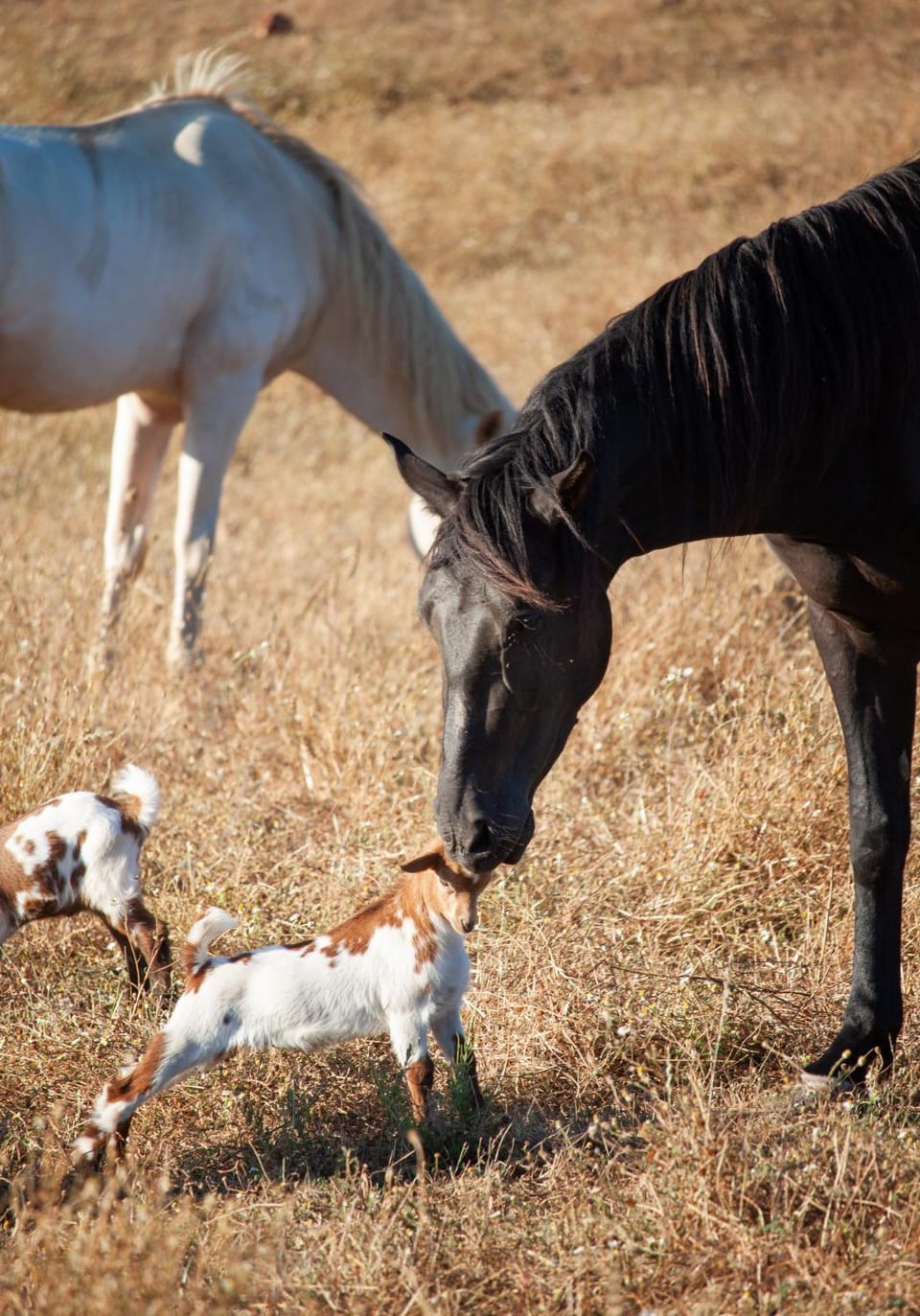 Animals