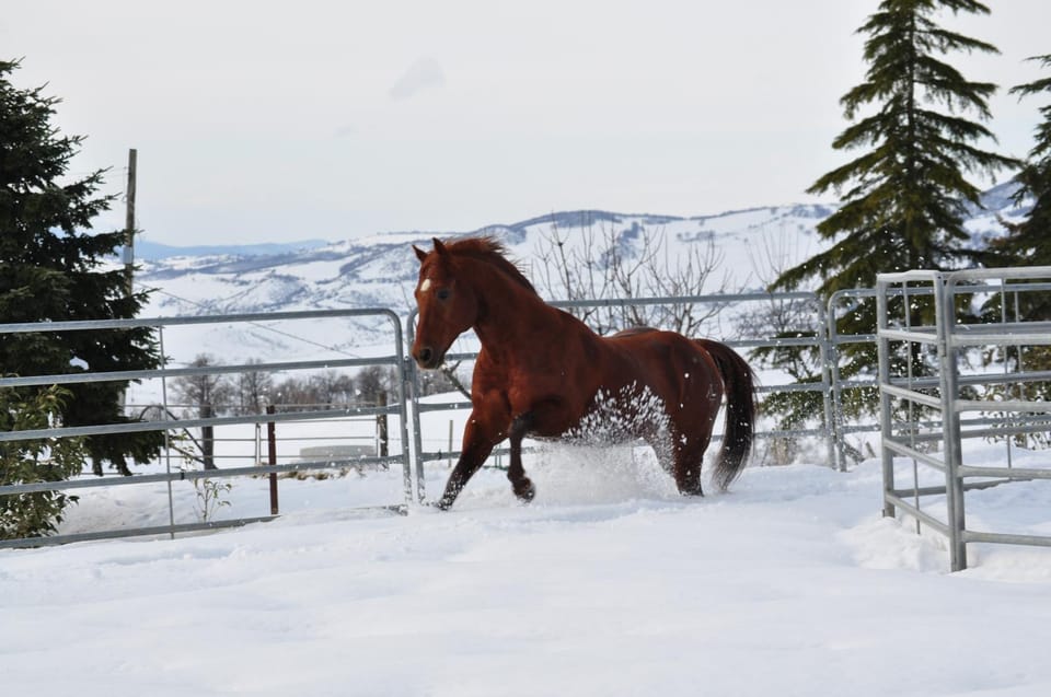 Winter, Animals