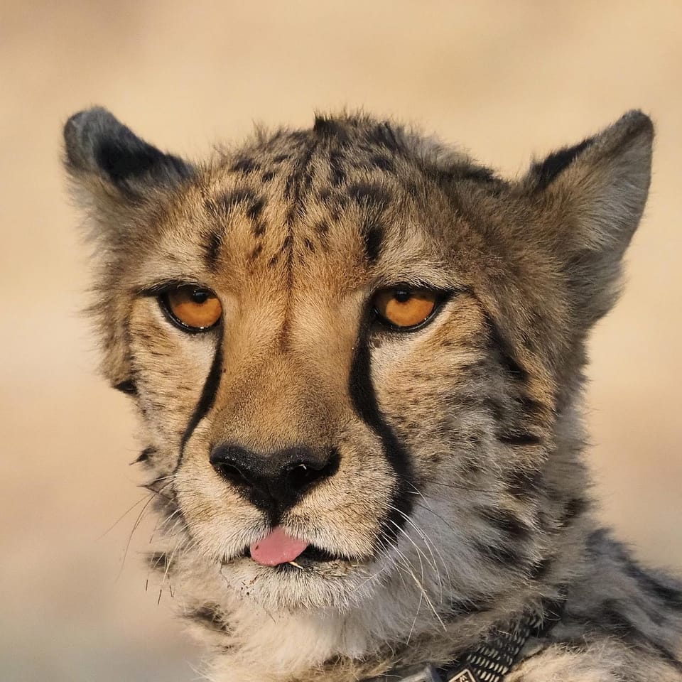 Animals