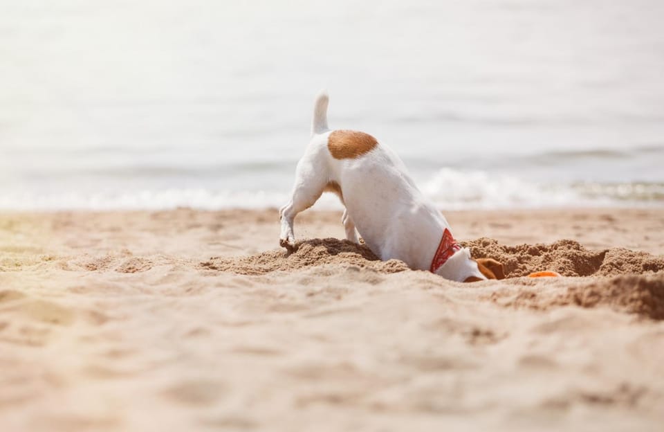 Beach, Pets, Pets, Pets