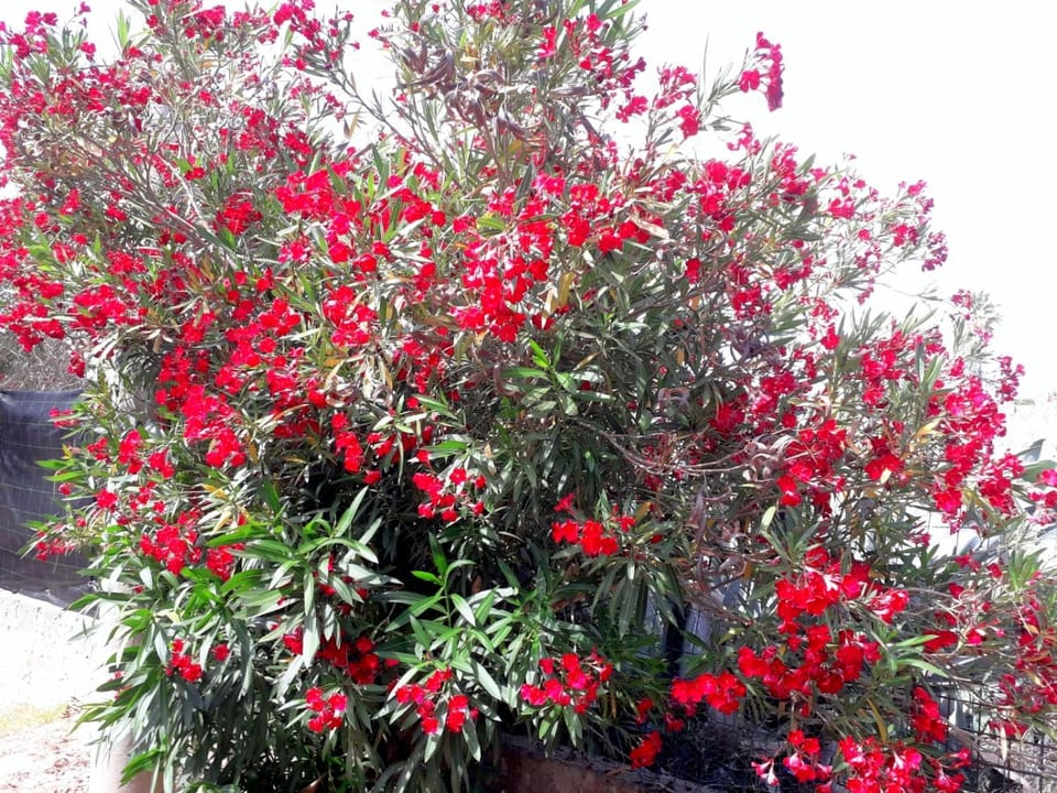 Holiday House Apartment in Apulia