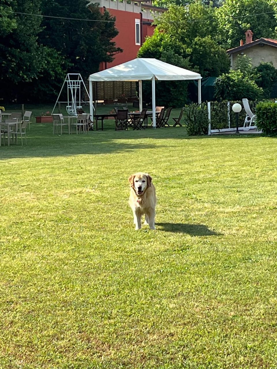 Garden, Pets, Garden view