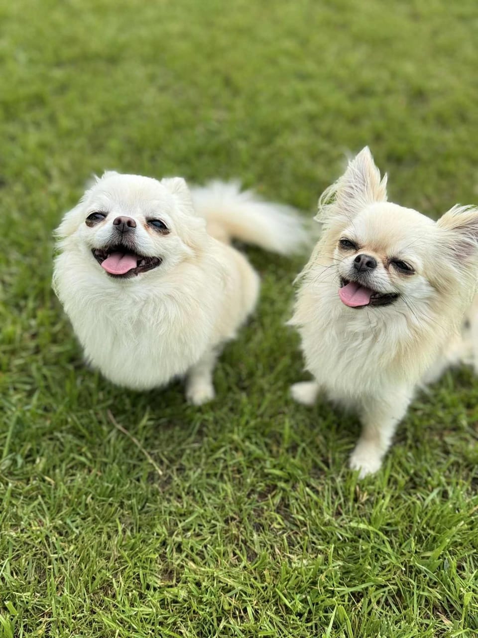 DOMKI LAURA sauna & gorąca balia Nature lodge in Pomeranian Voivodeship