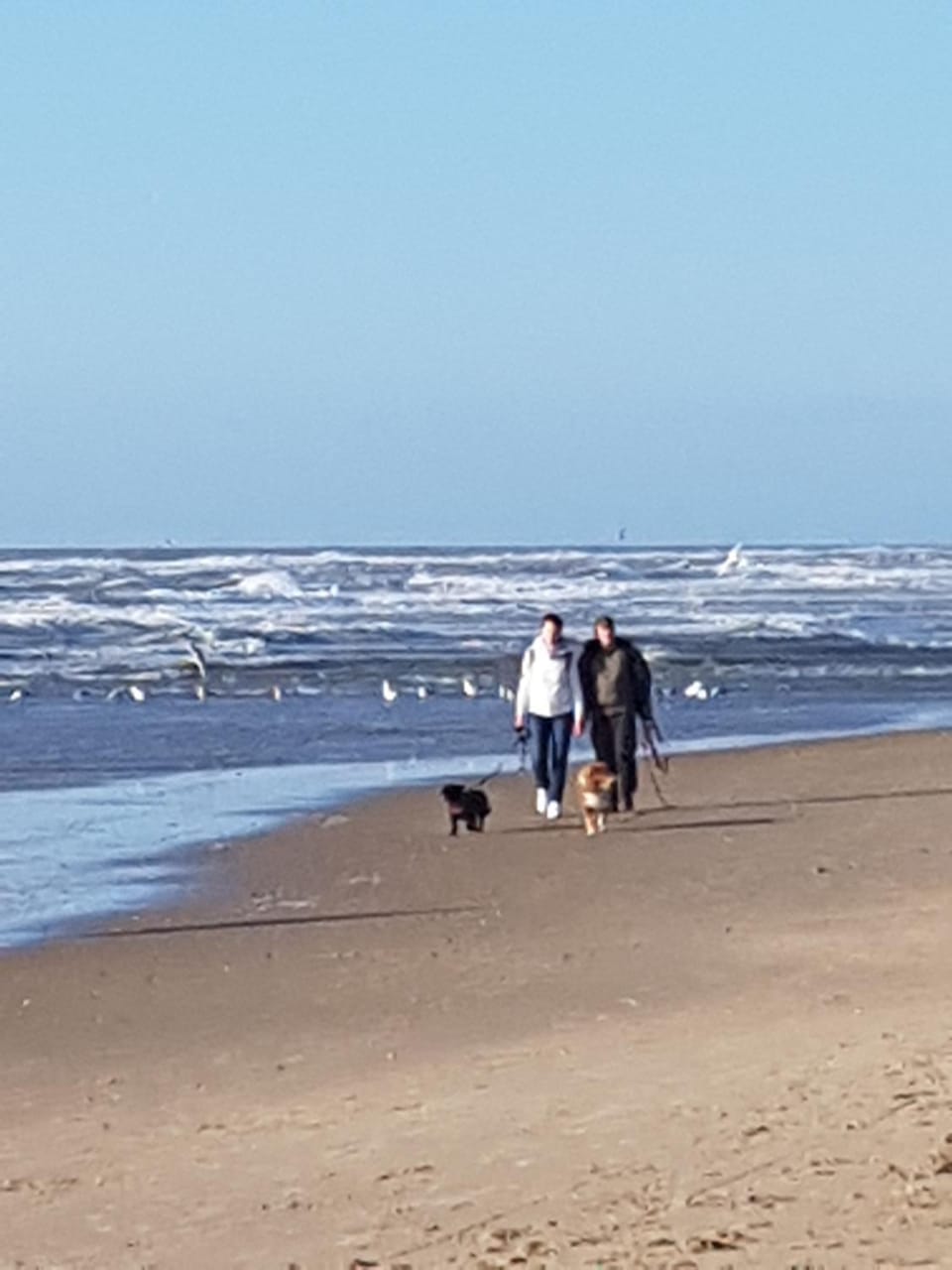 Natural landscape, Beach, Pets