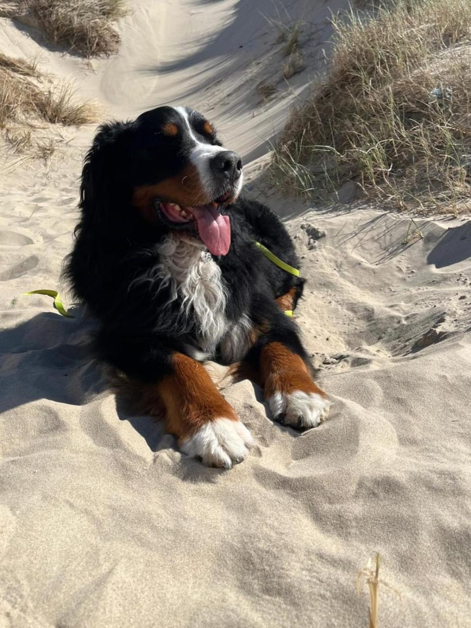 Romantisch Huisje nabij het strand met uitzicht op de tulpenvelden House in Julianadorp