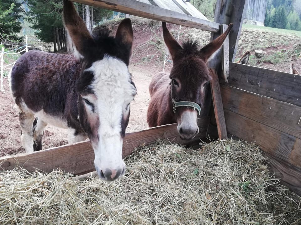 Animals