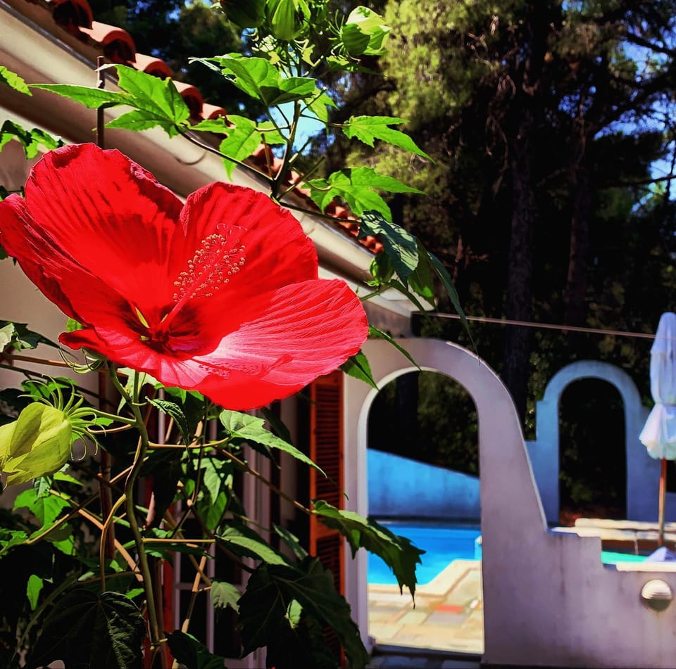 Garden, Garden, Balcony/Terrace, Balcony/Terrace, Dining area, Swimming pool, Swimming pool, Swimming pool