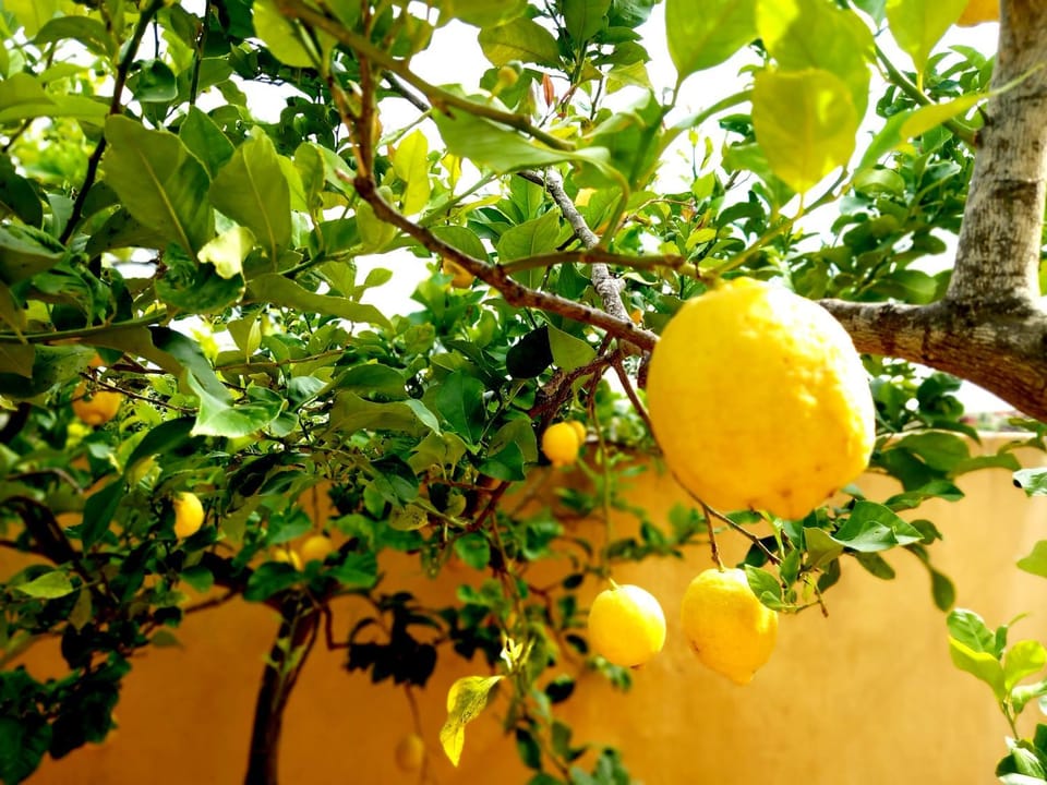 Villa Ines - depandance Apartment in Apulia