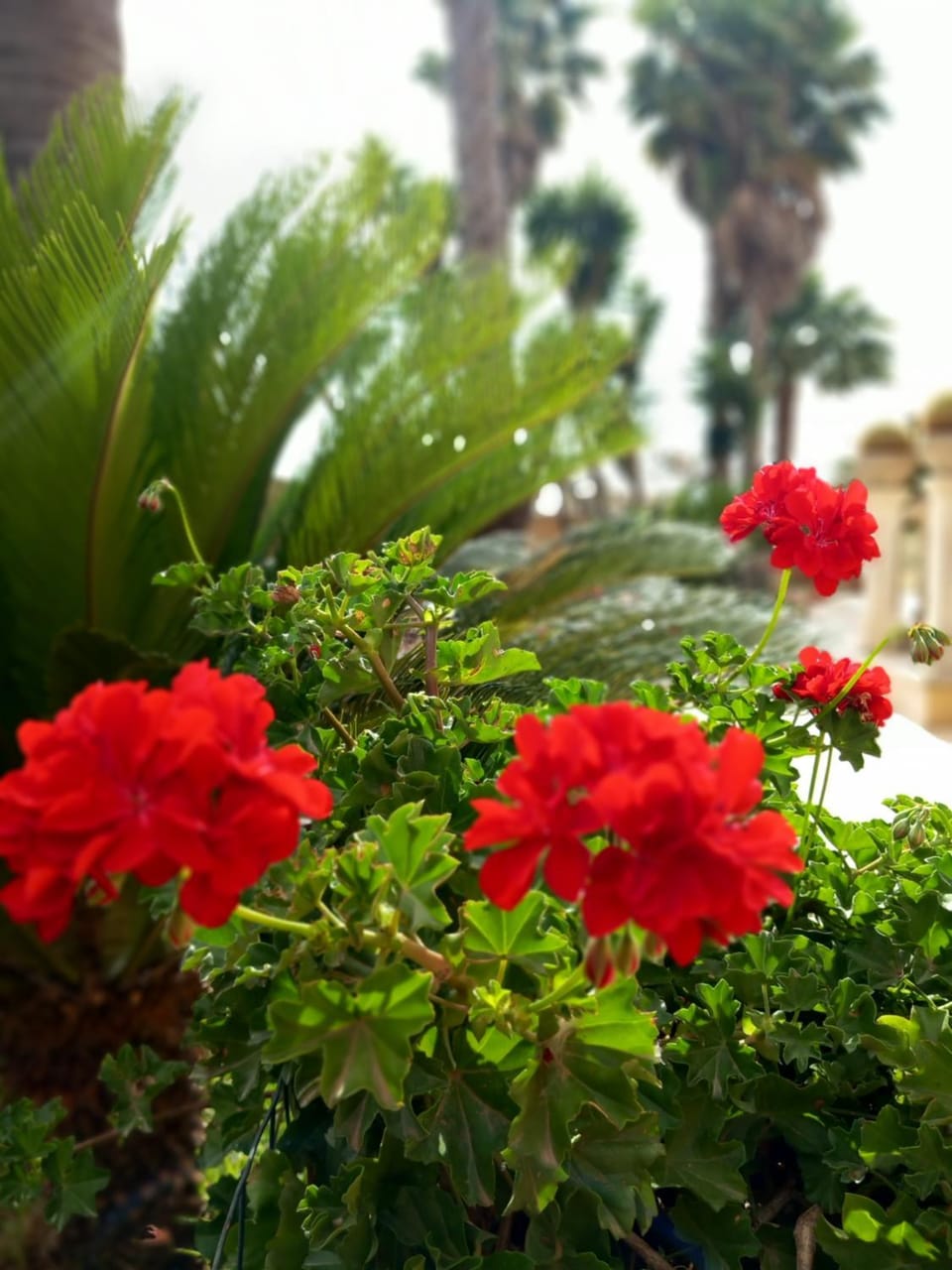 Villa Ines - depandance Apartment in Apulia