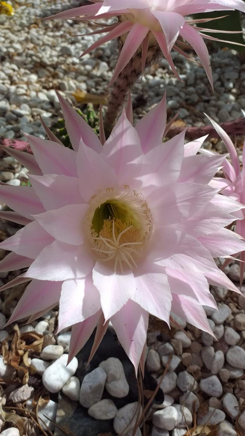 I Sogni di Morfeo Bed and Breakfast in Termoli