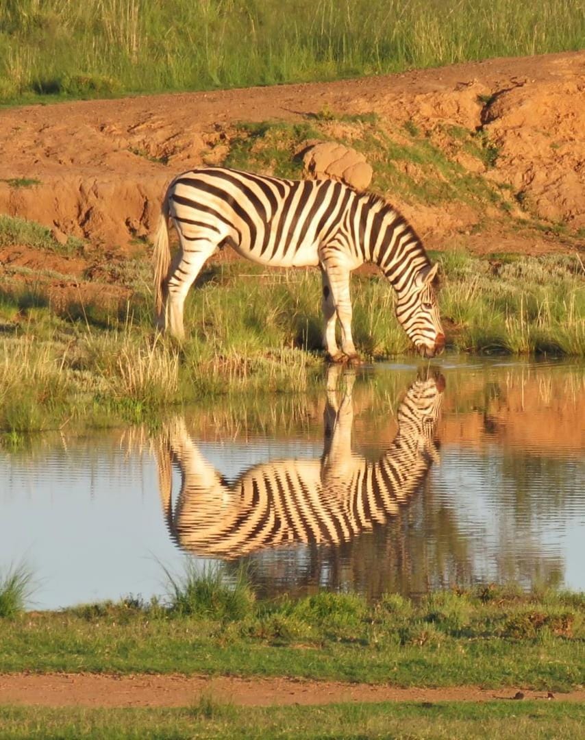 Animals