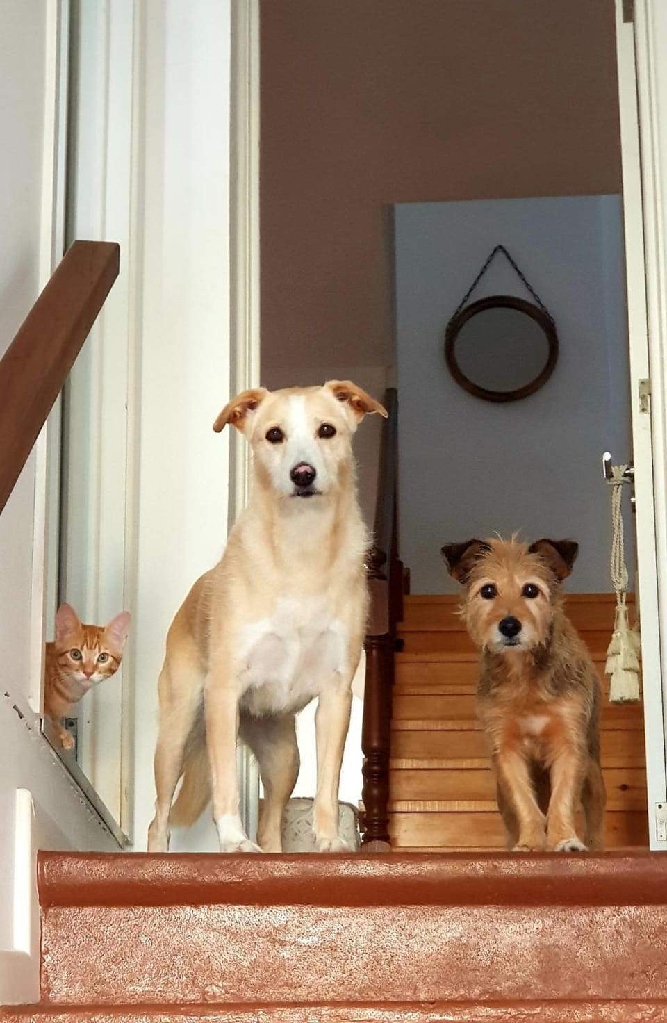 Pets