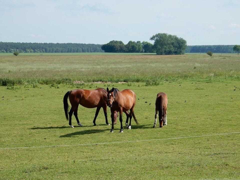 Animals