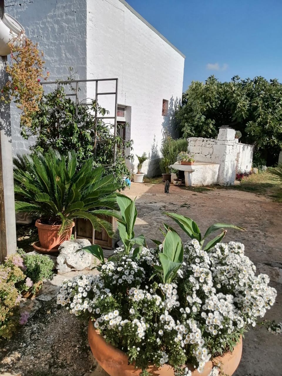 Garden view