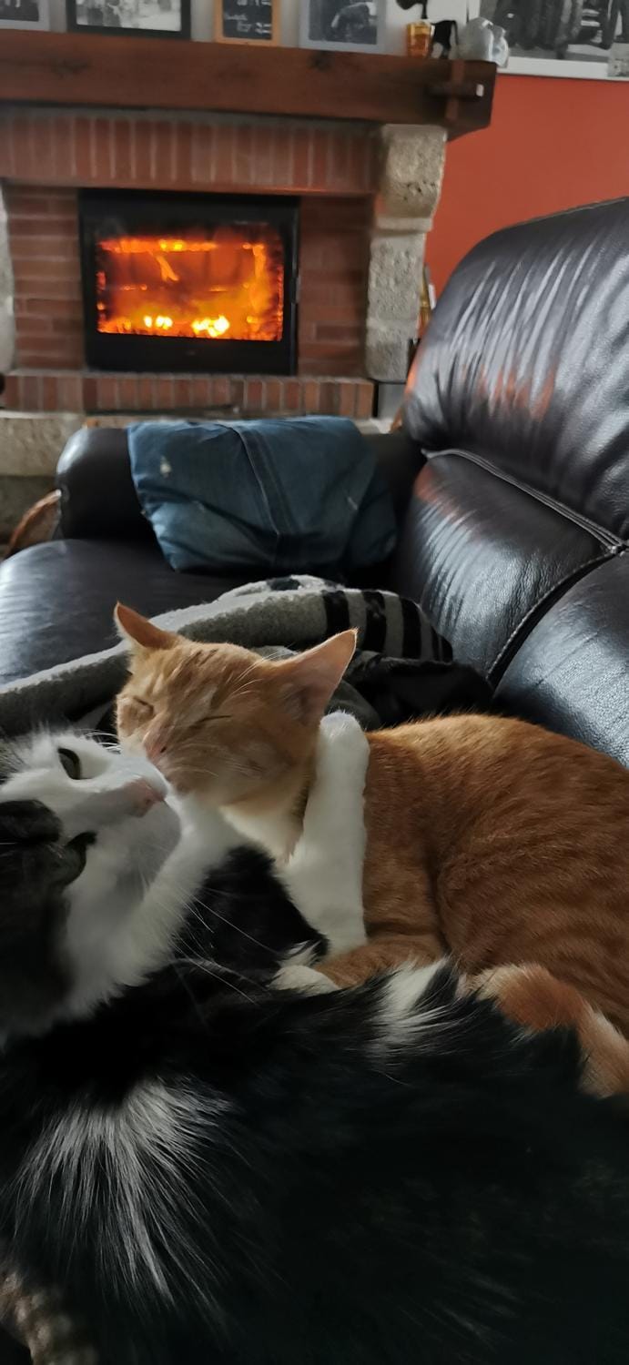 Pets
