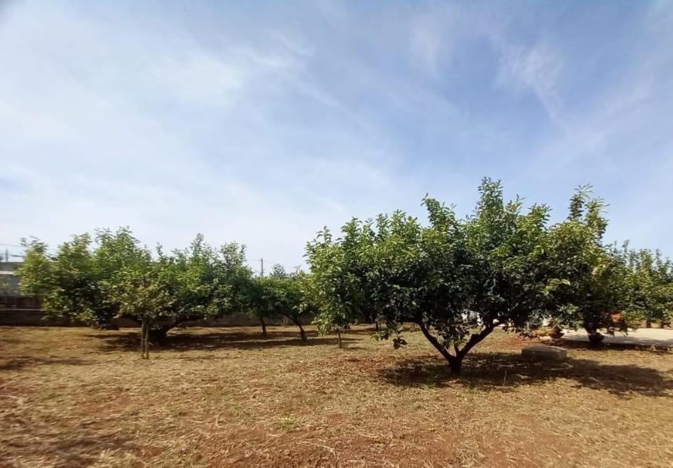 Spring, Garden, Garden view