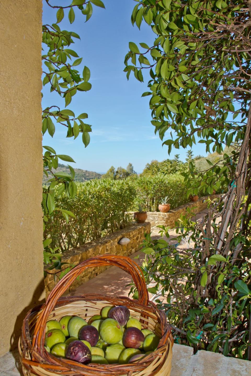 Garden view