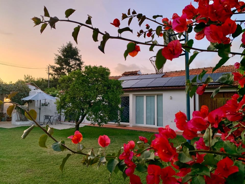 Property building, Day, Garden