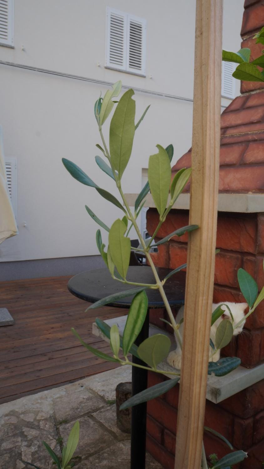 Patio, BBQ facilities, Area and facilities