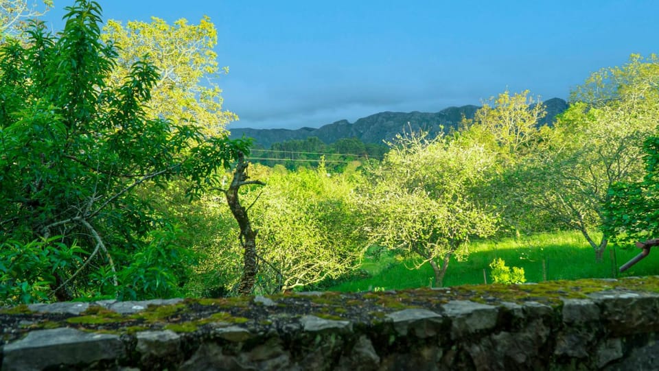 Garden view