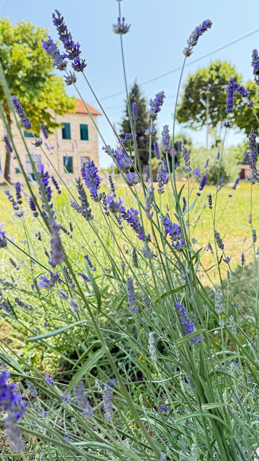 Natural landscape, Garden